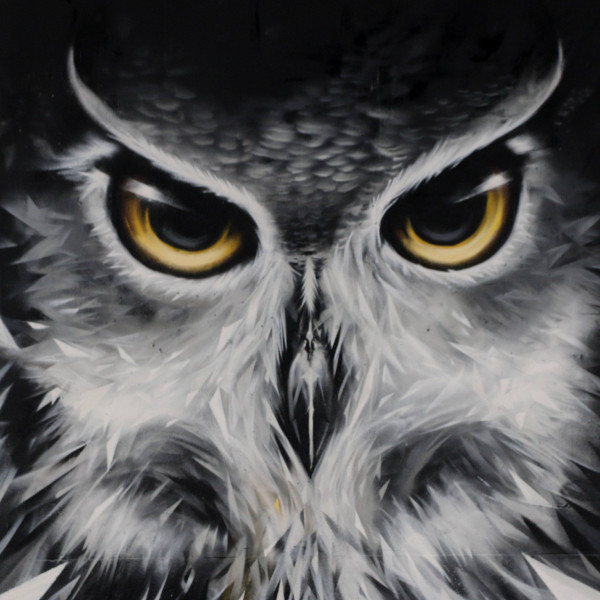 Portrait of a owl in a hall of fame in Brussel